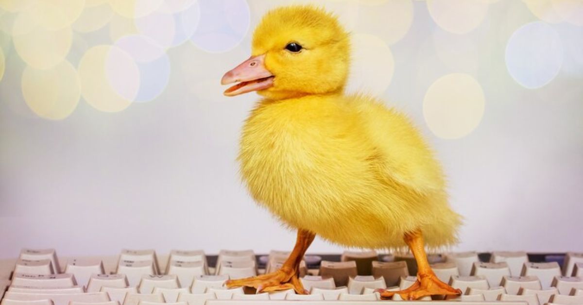 https://pollo.info/criar-patitos